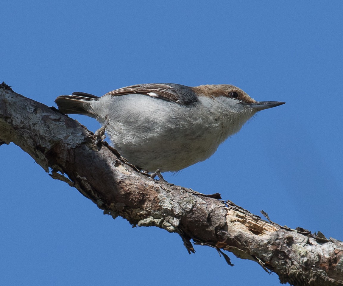 Brown-headed Nuthatch - ML24667301