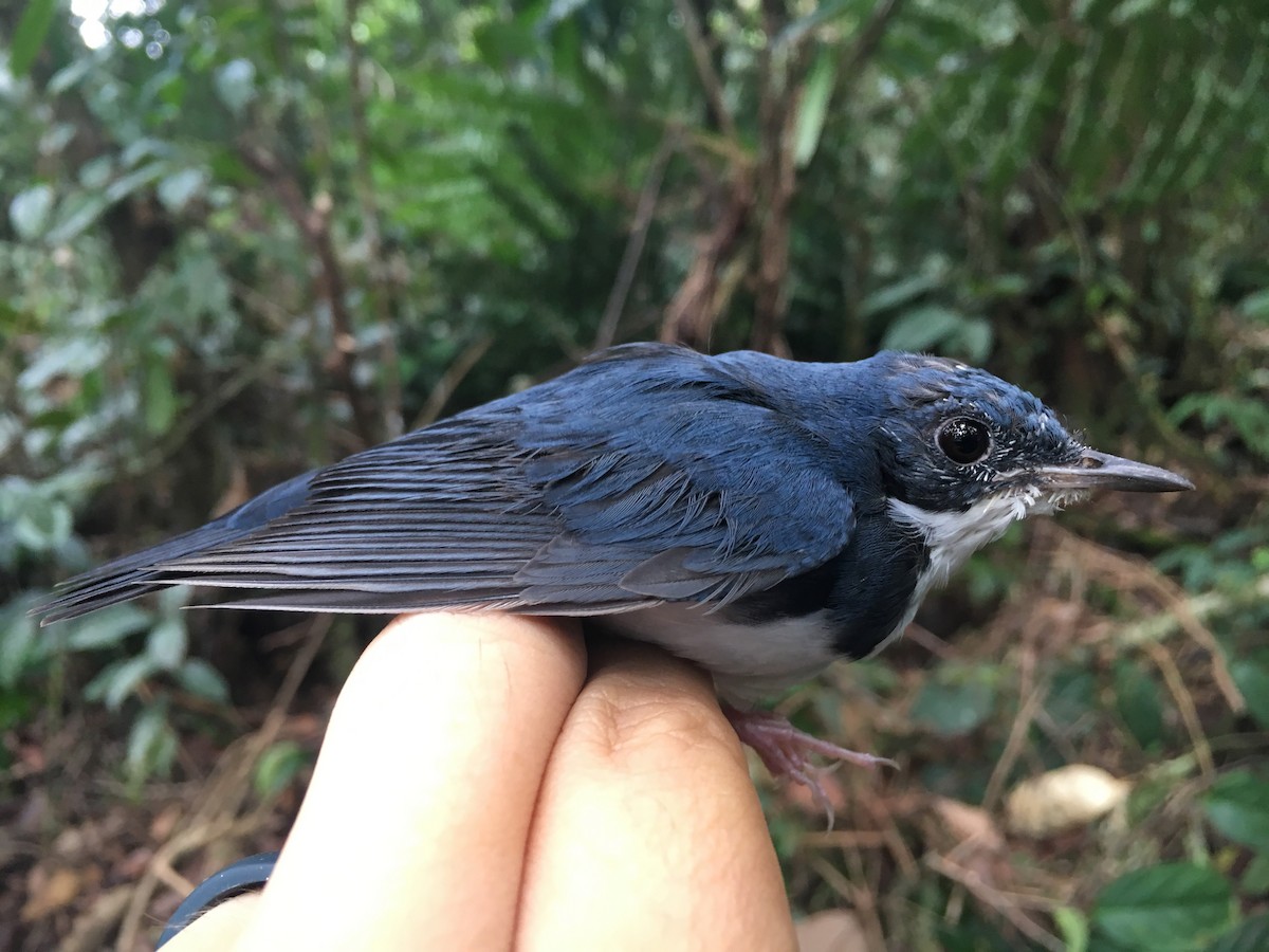 Siberian Blue Robin - Oscar Johnson