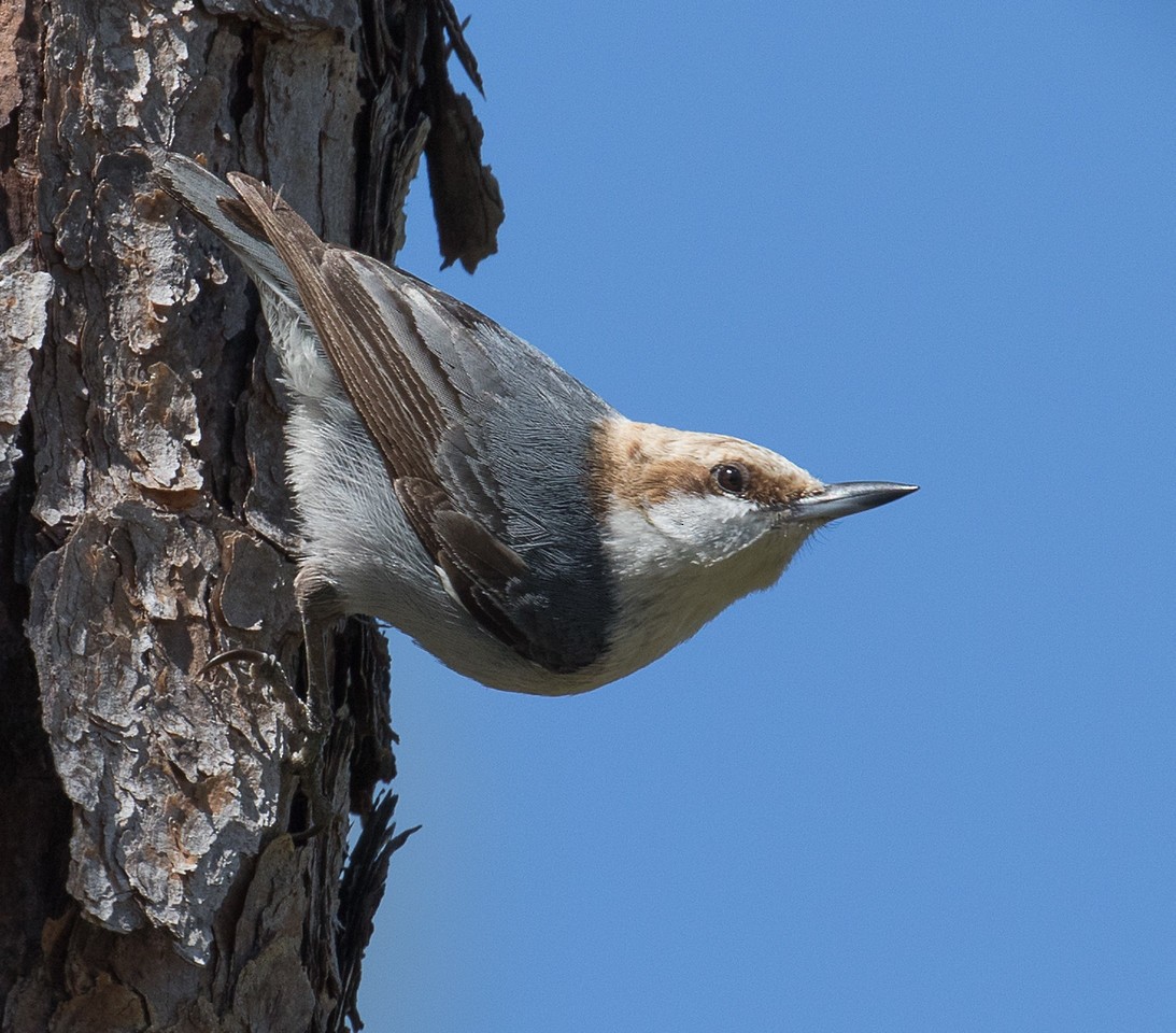 Brown-headed Nuthatch - ML24667341