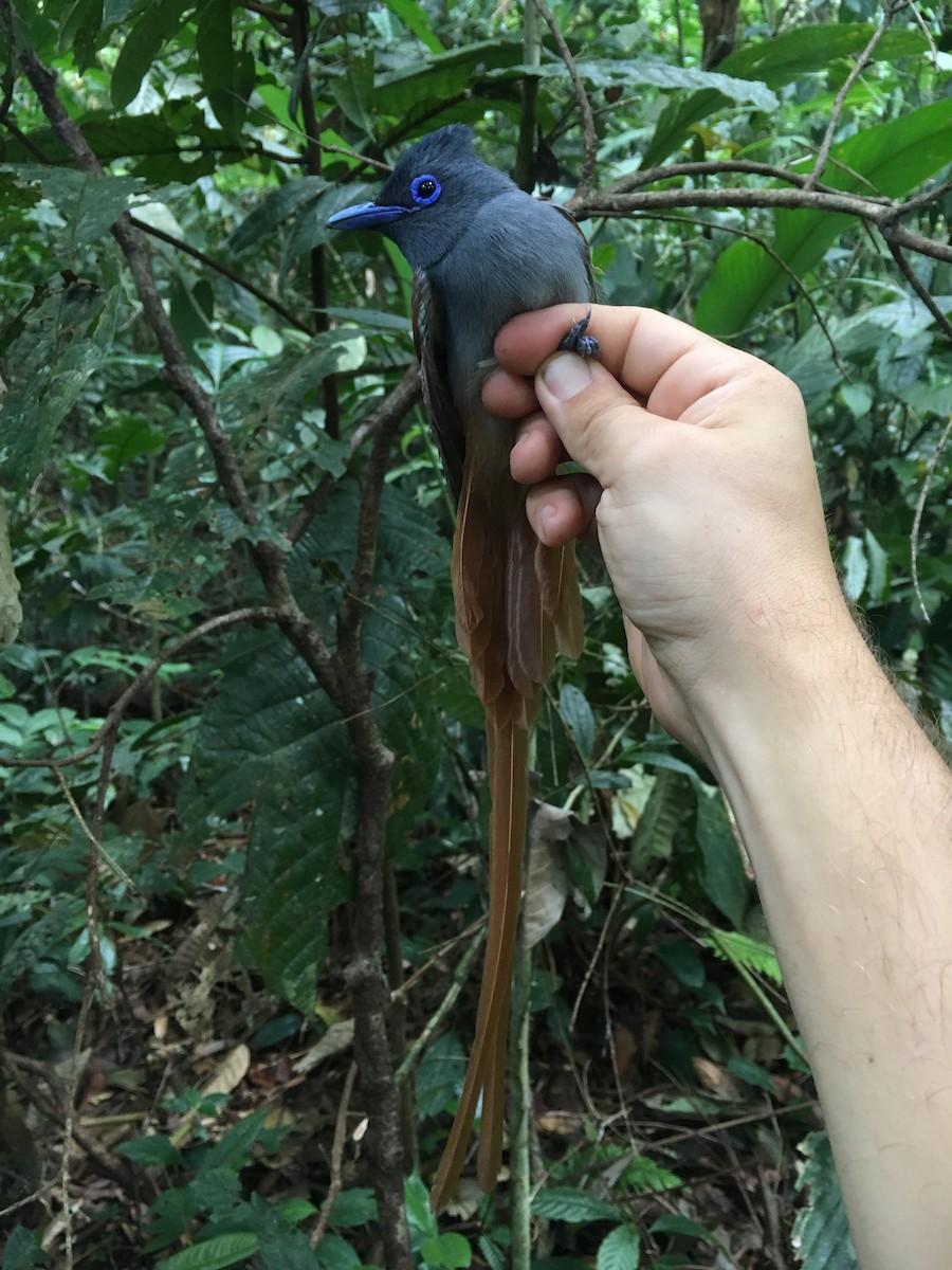 Blyth's Paradise-Flycatcher - ML246673521