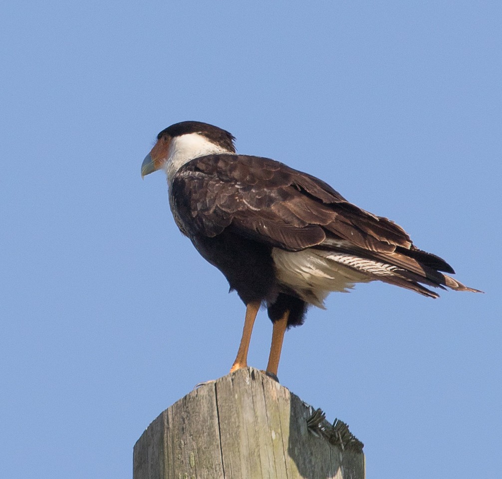 Caracara huppé (cheriway) - ML24667381