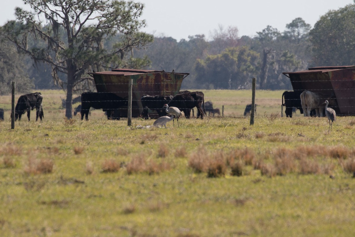 jeřáb kanadský - ML24667411