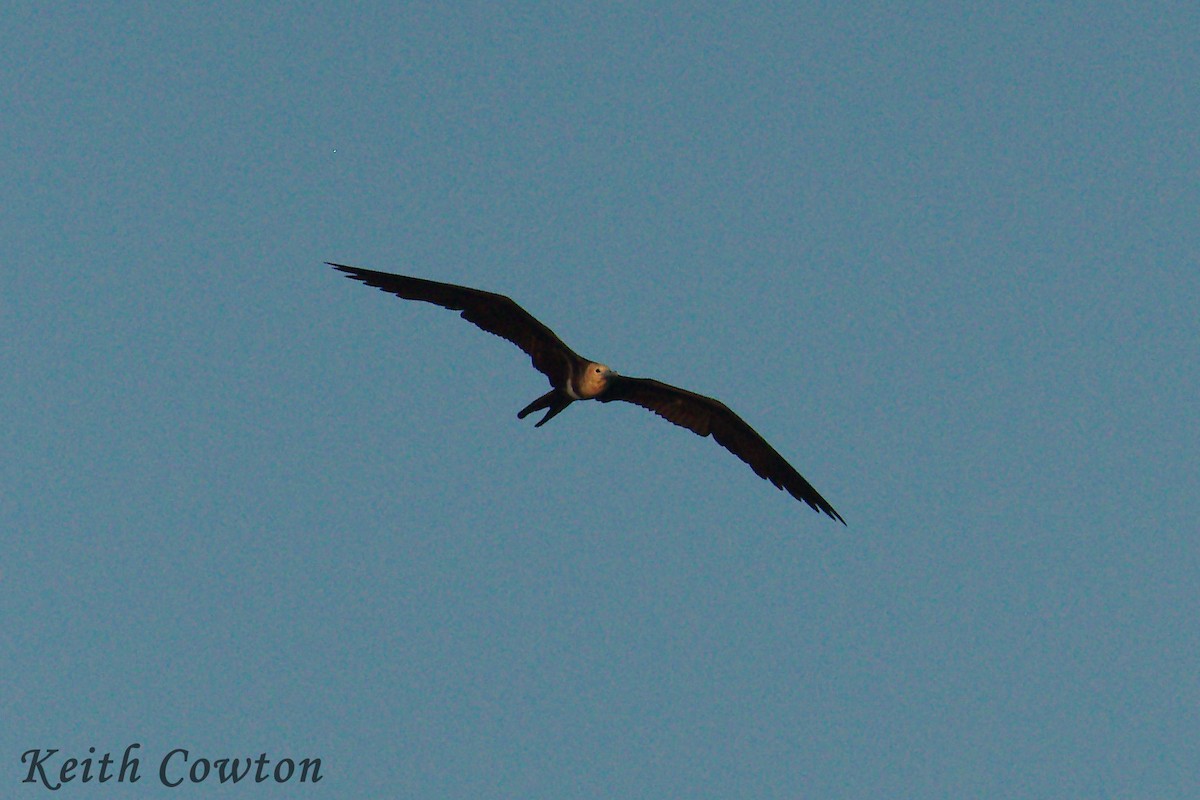 Lesser Frigatebird (Lesser) - ML246674551