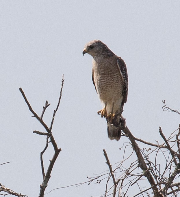 Red-shouldered Hawk - ML24667611