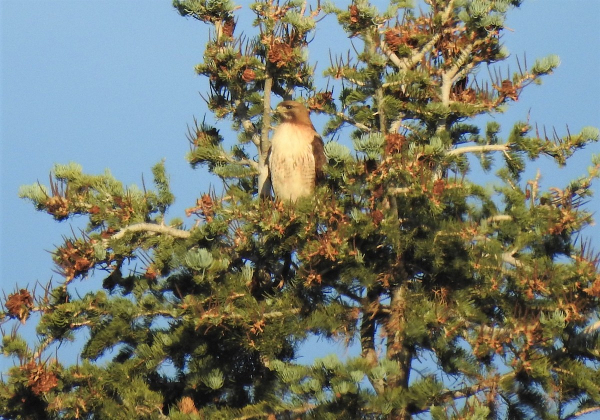 Red-tailed Hawk - ML246676571