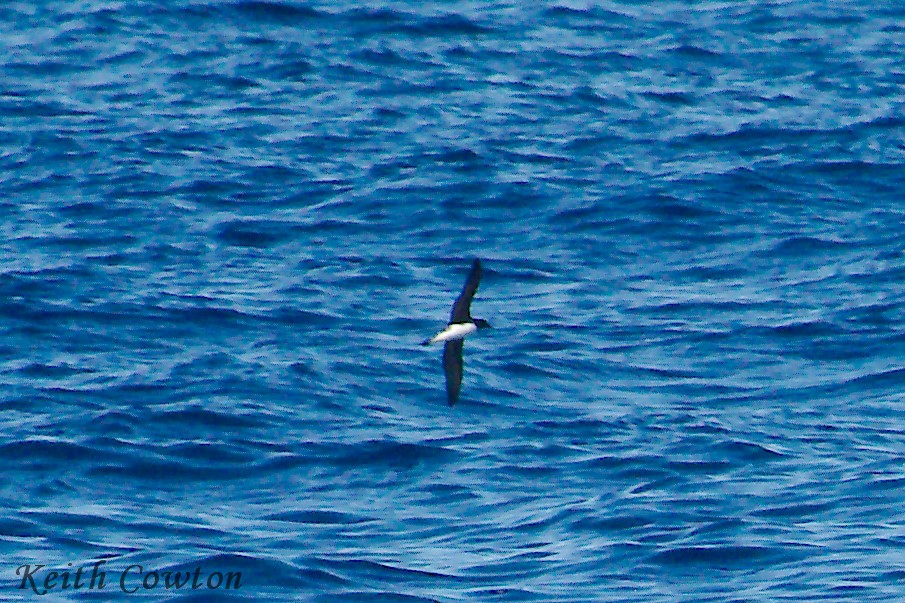 Beck's Petrel - ML246676671