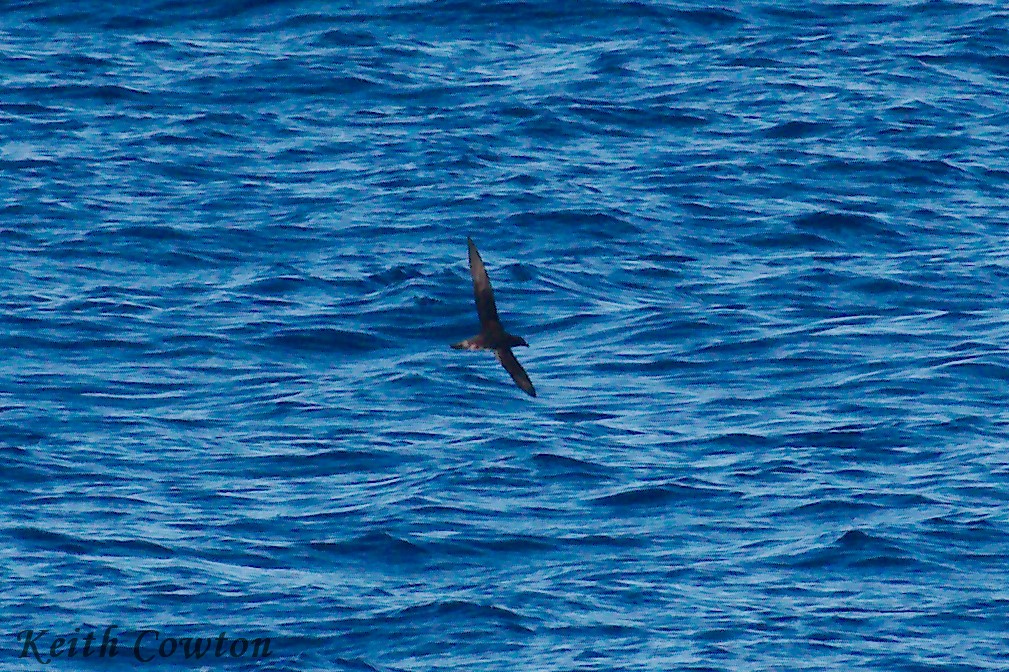 Beck's Petrel - Keith Cowton