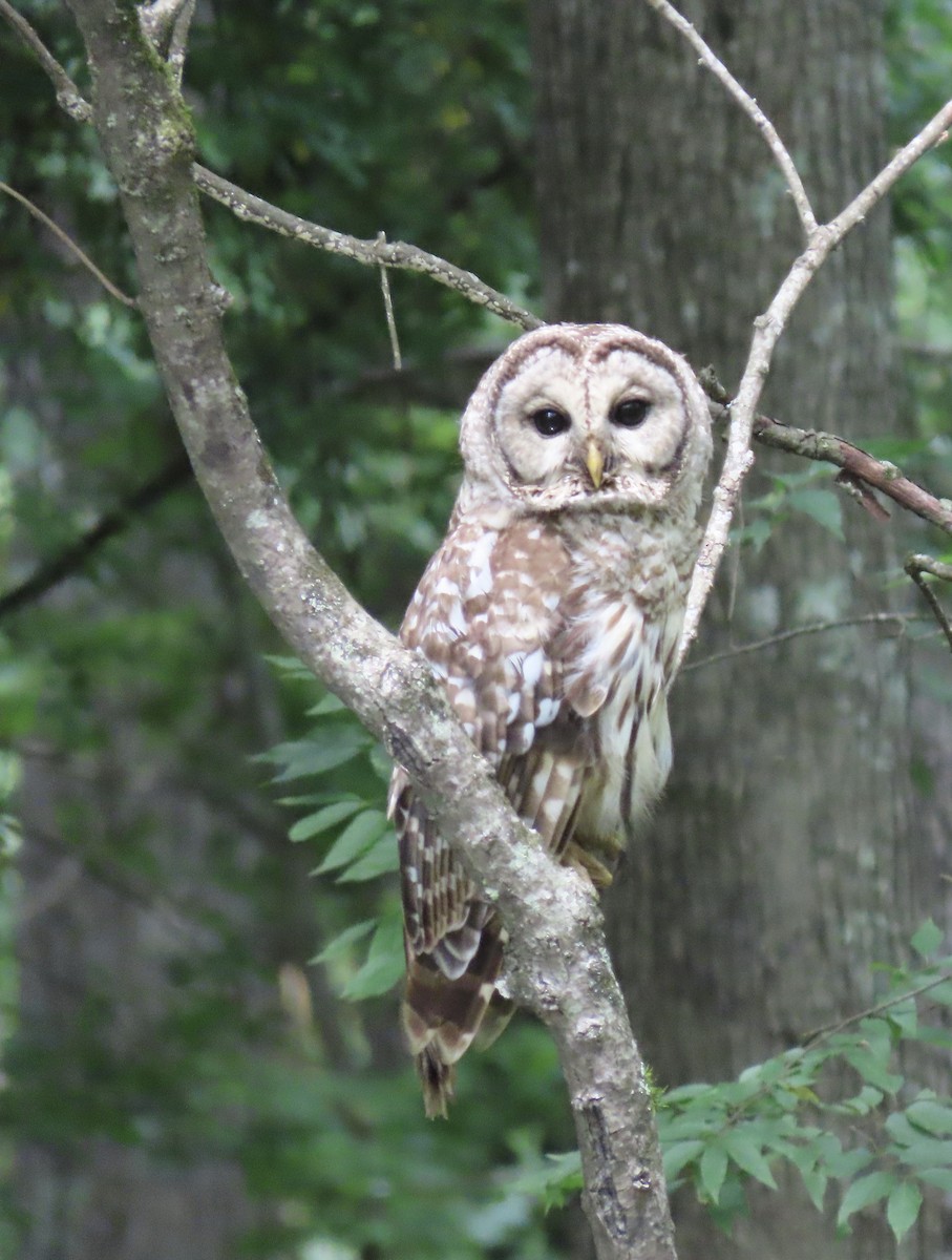 Barred Owl - ML246678201