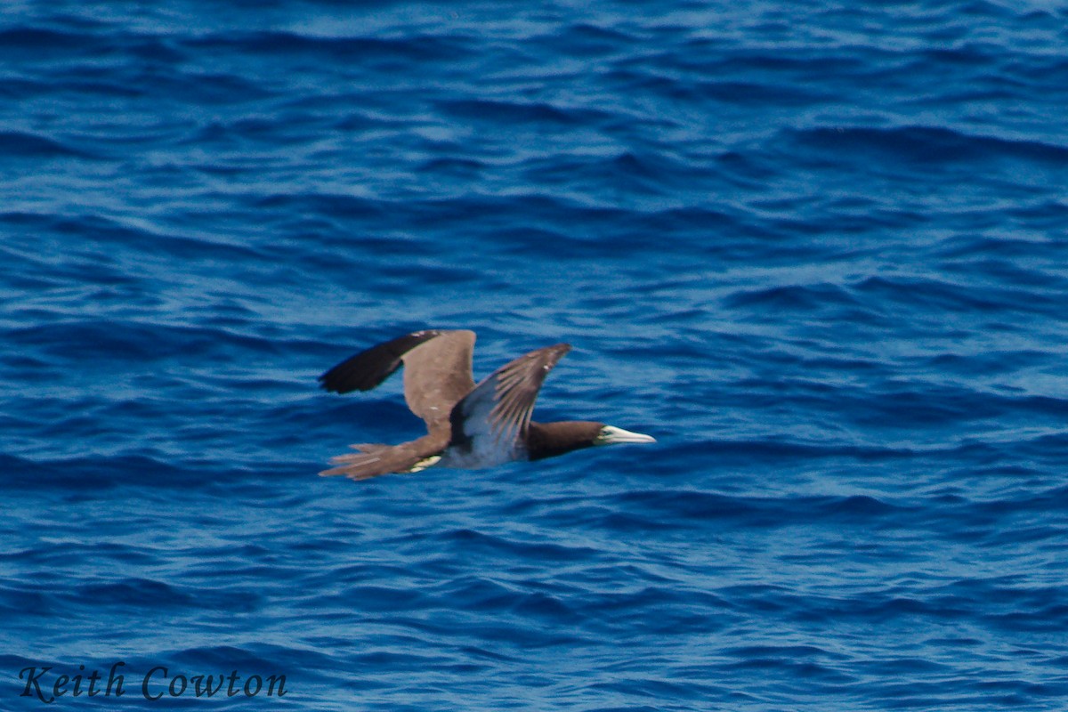 Brown Booby - ML246678331