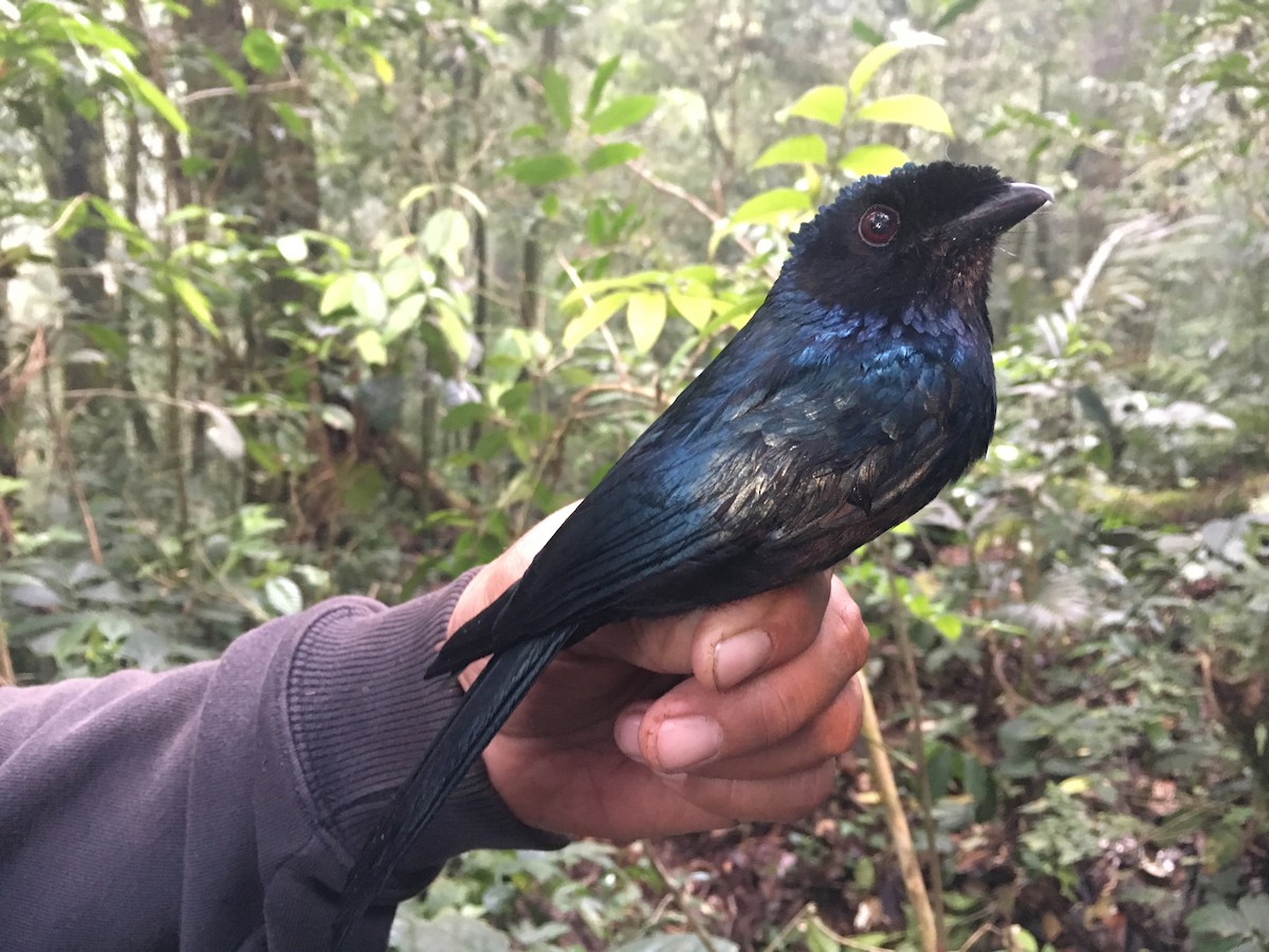 Lesser Racket-tailed Drongo - ML246680871