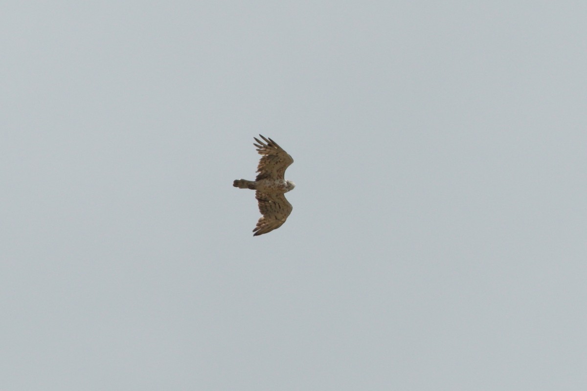 Short-toed Snake-Eagle - ML246680951