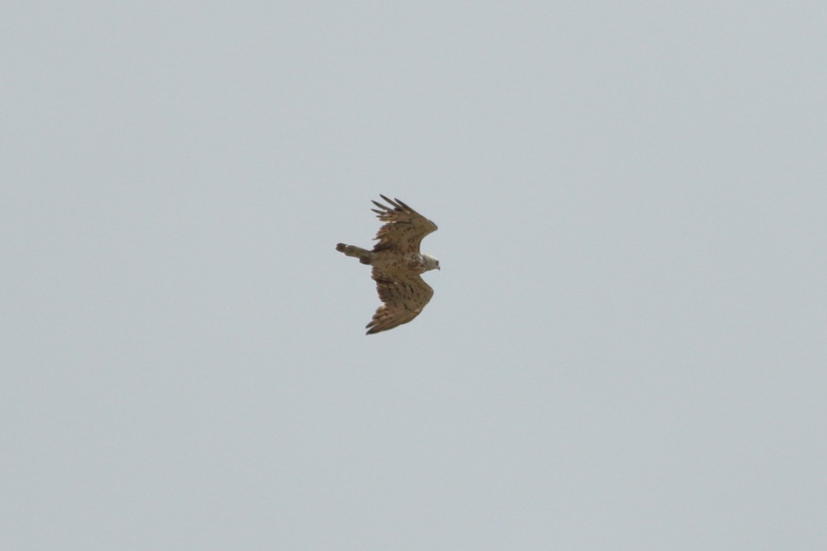 Short-toed Snake-Eagle - ML246681041
