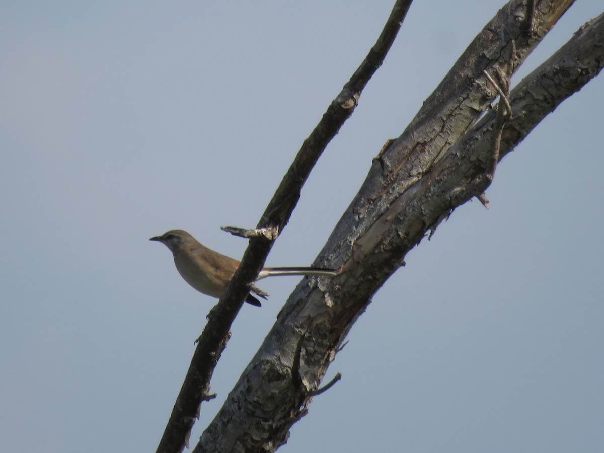 White-banded Mockingbird - ML246681151