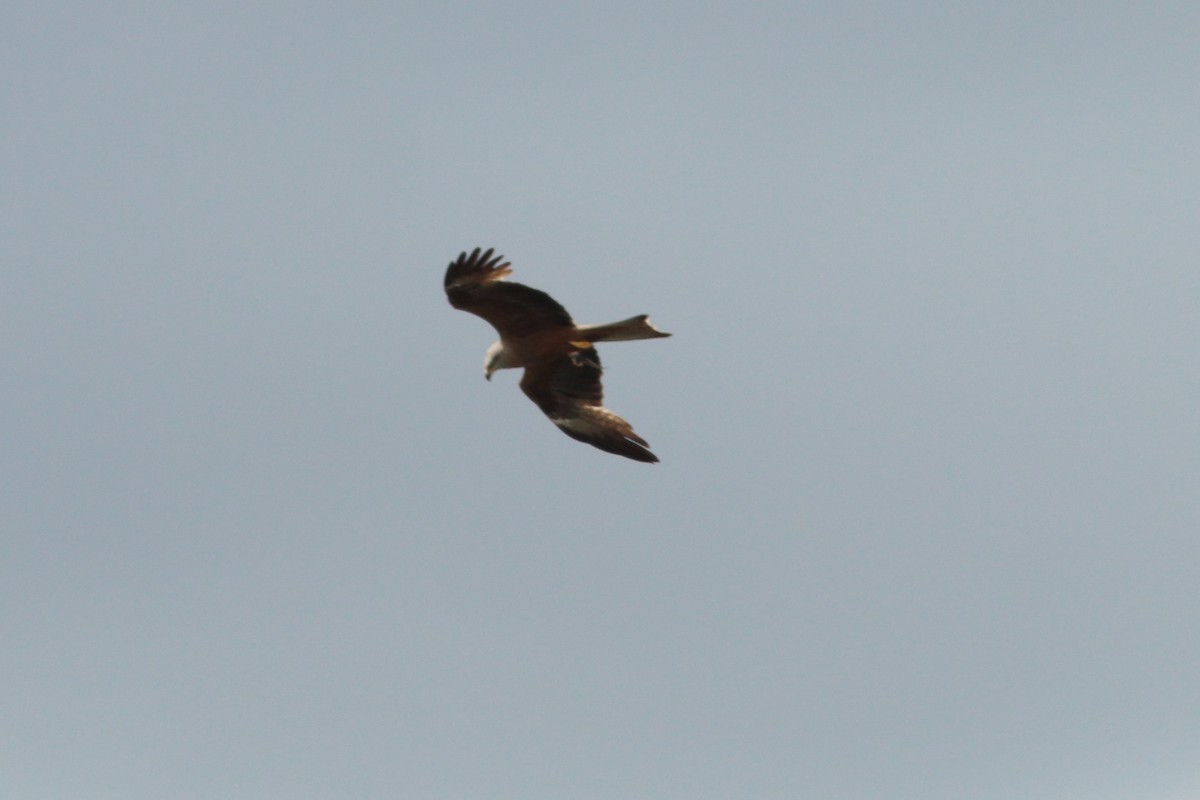 Red Kite - ML246681301