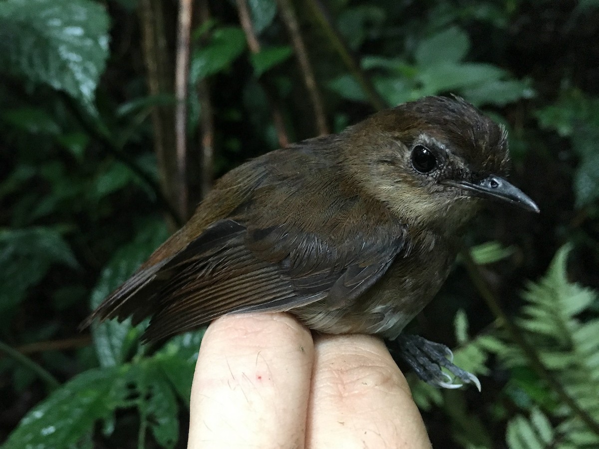 Lesser Shortwing - Oscar Johnson