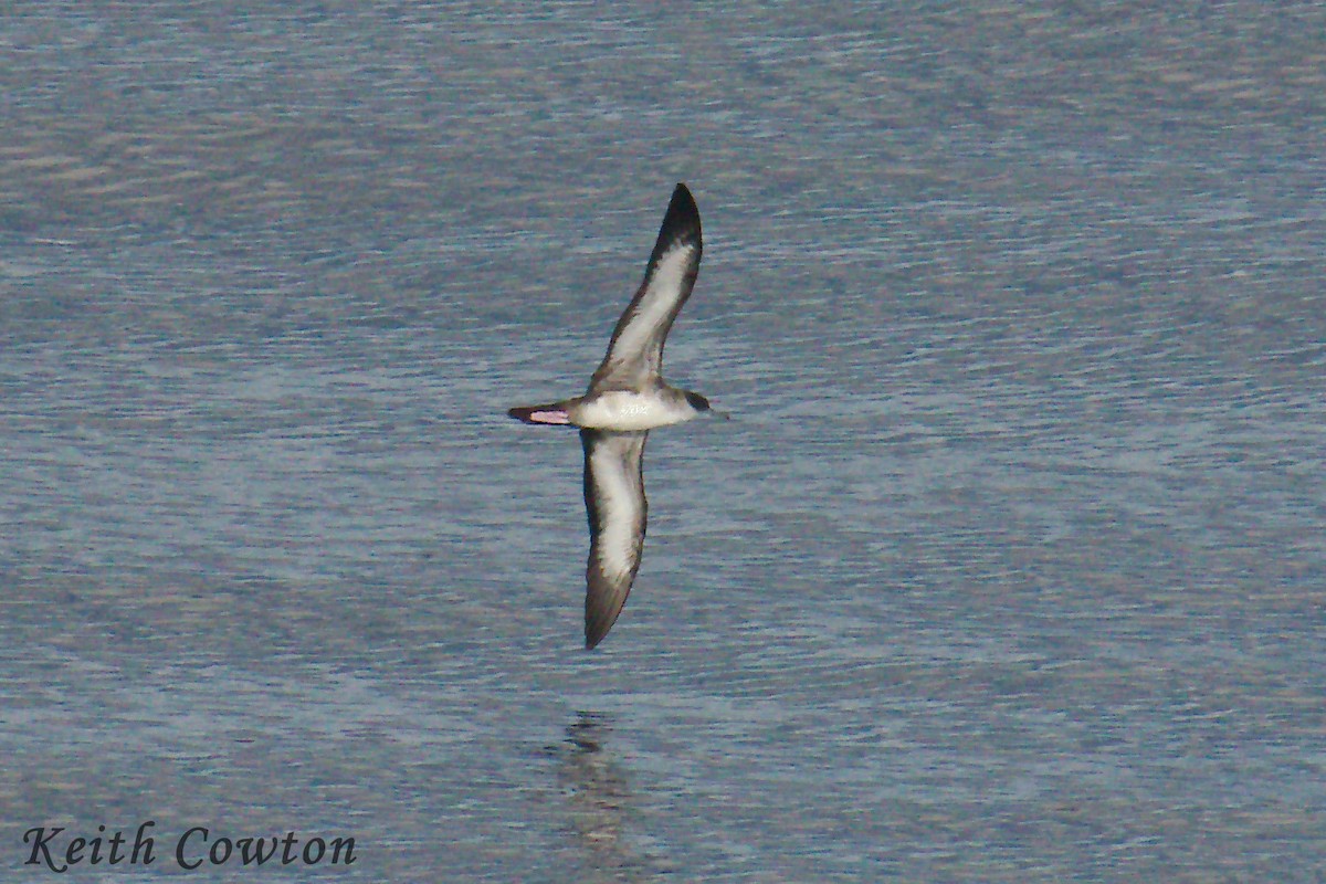 Wedge-tailed Shearwater - ML246683651