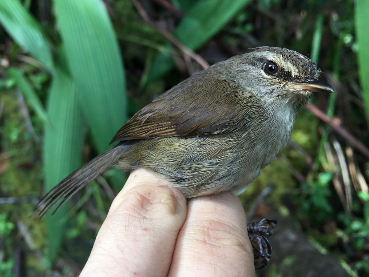 Aberrant Bush Warbler (Sunda) - ML246683691