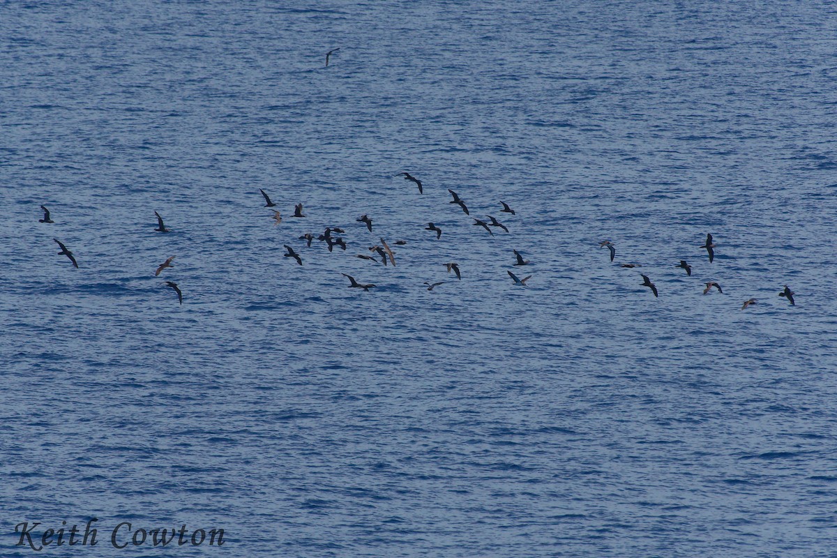 Wedge-tailed Shearwater - ML246683901