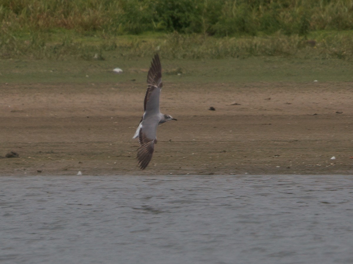 Mouette atricille - ML246684421