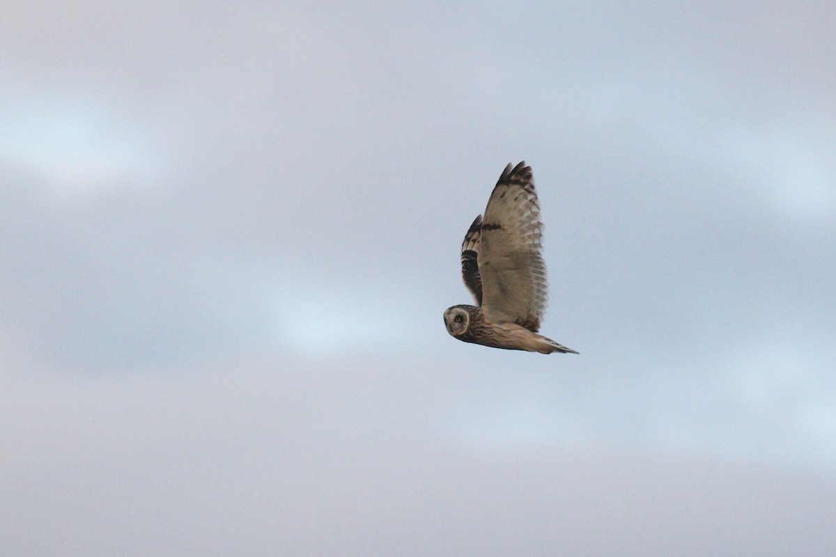 Short-eared Owl (Northern) - ML246685531
