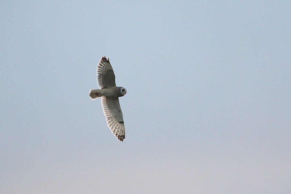Short-eared Owl (Northern) - ML246685551