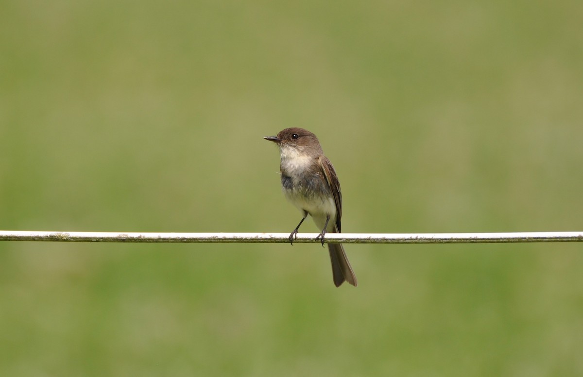 Eastern Phoebe - ML246685651