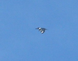 Belted Kingfisher - ML246686141