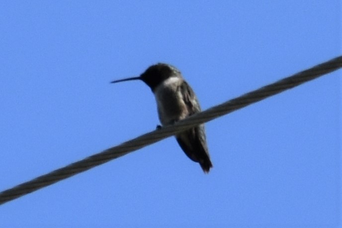 Black-chinned Hummingbird - ML246687371
