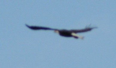 Bald Eagle - ML246687871