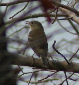 Pine Warbler - ML246688071