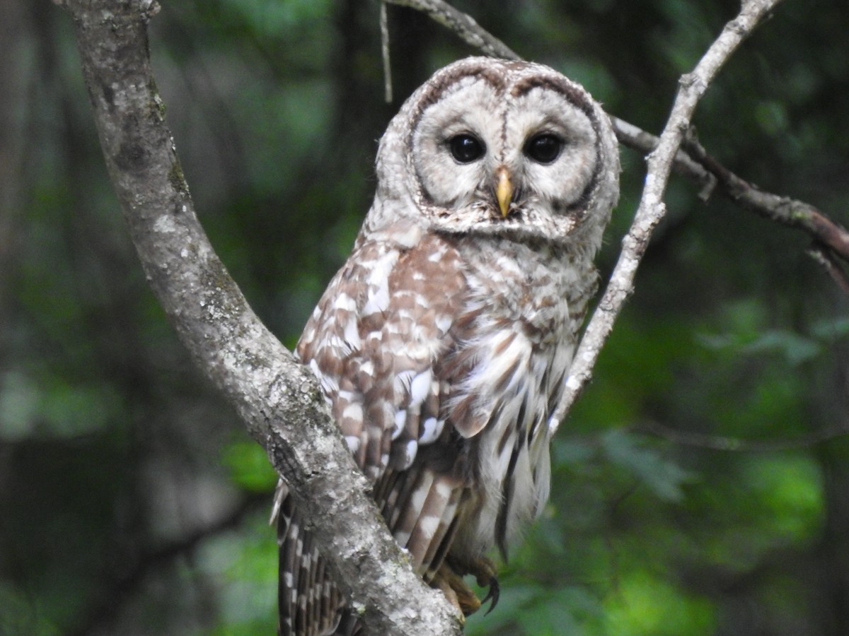 Barred Owl - ML246688661