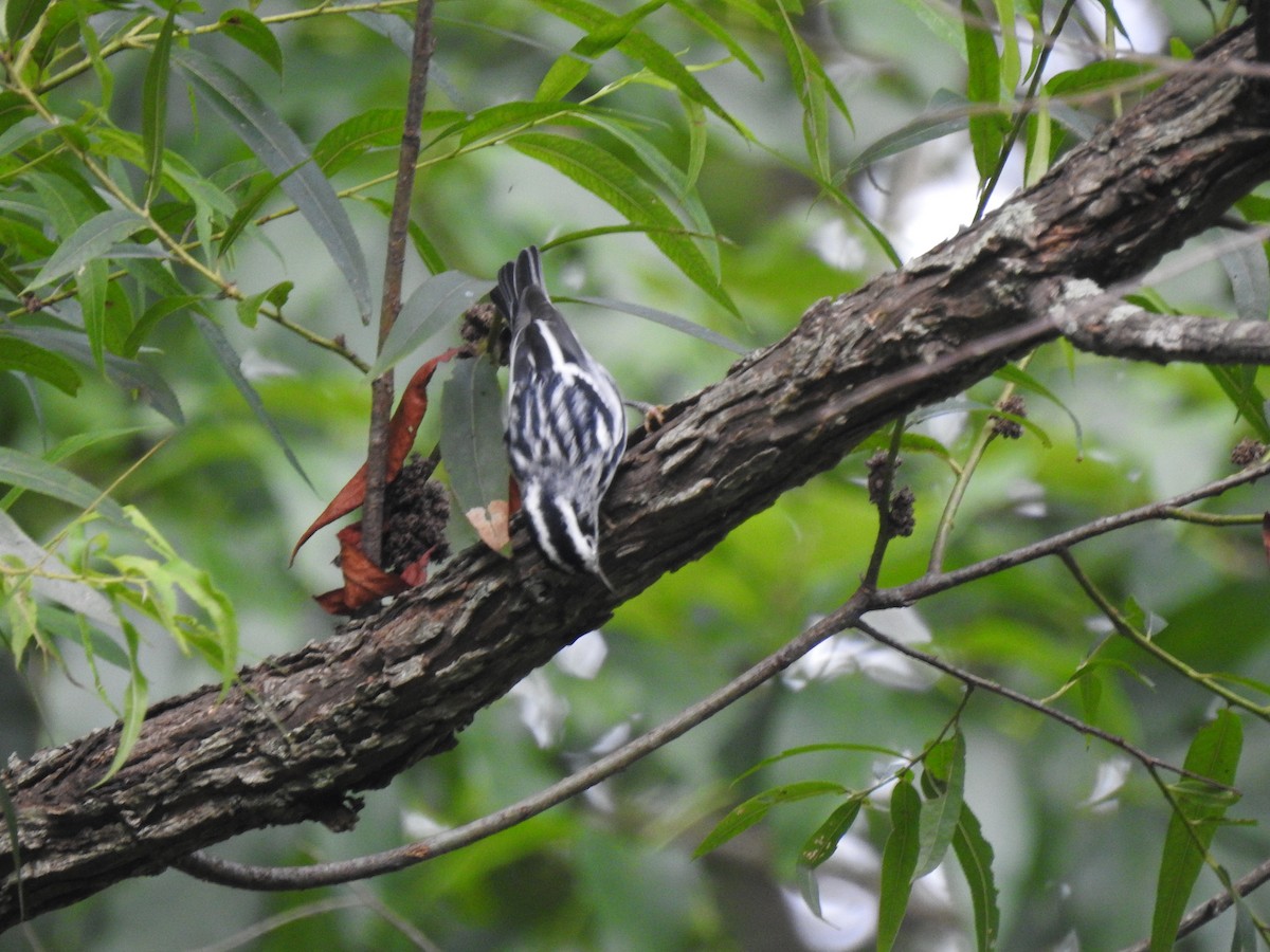 Black-and-white Warbler - ML246688781