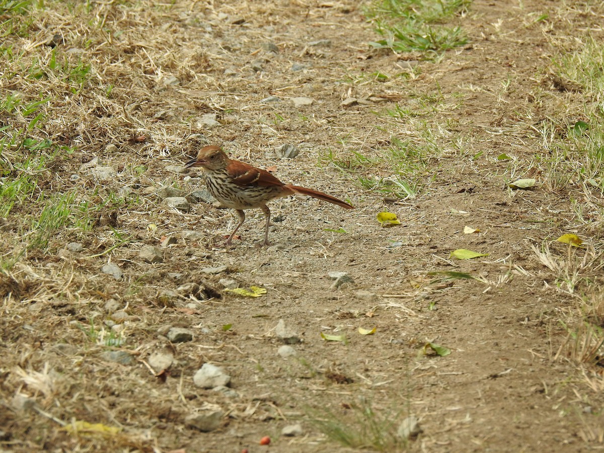 Brown Thrasher - ML246688881