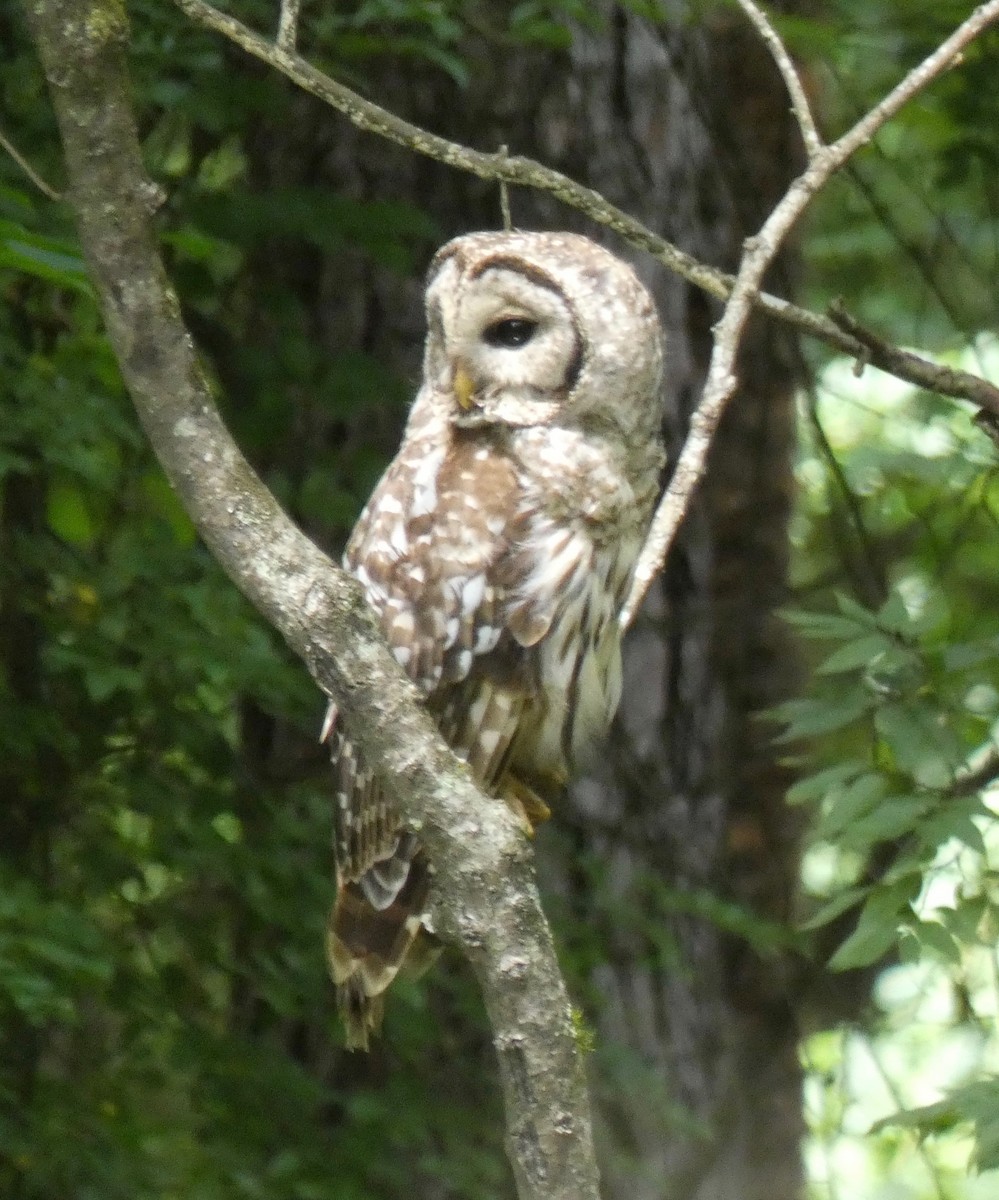 Barred Owl - ML246690831