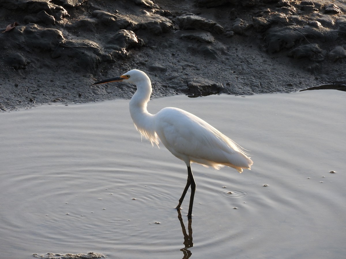 Little Egret - ML246690991