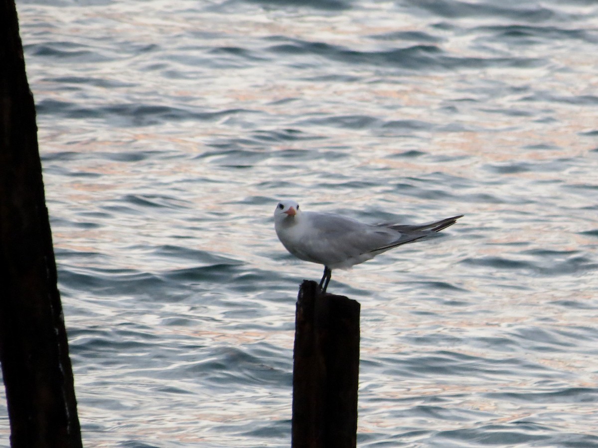 Royal Tern - ML24669161