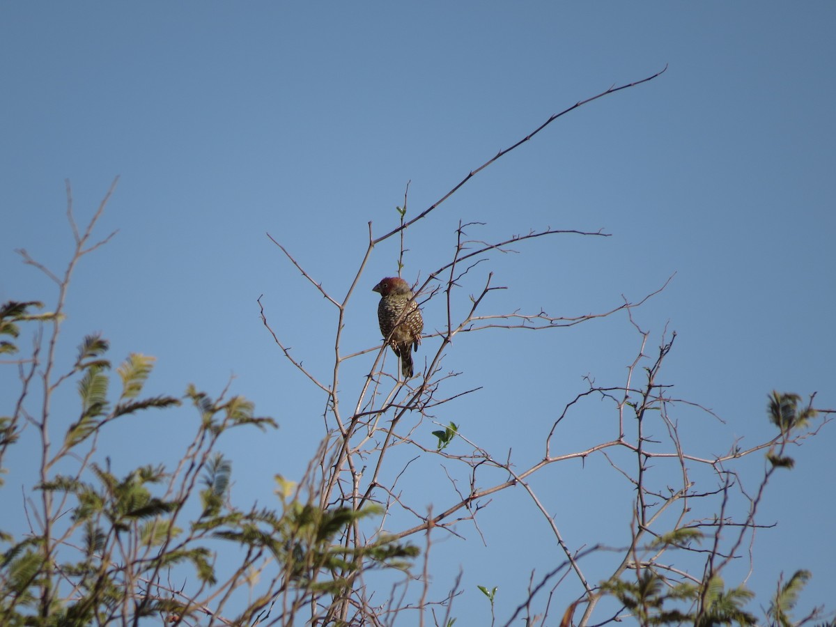 Red-headed Finch - ML246692831