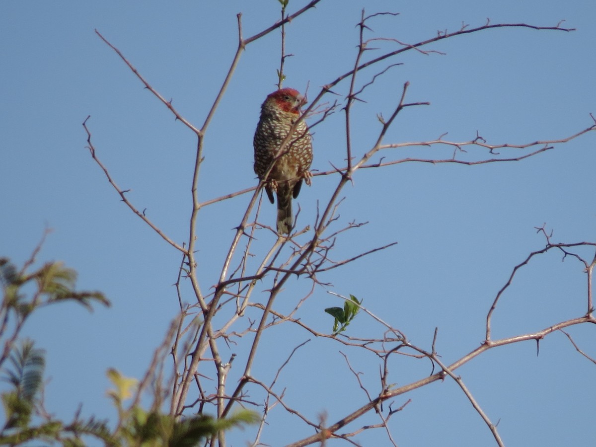 Red-headed Finch - ML246692871