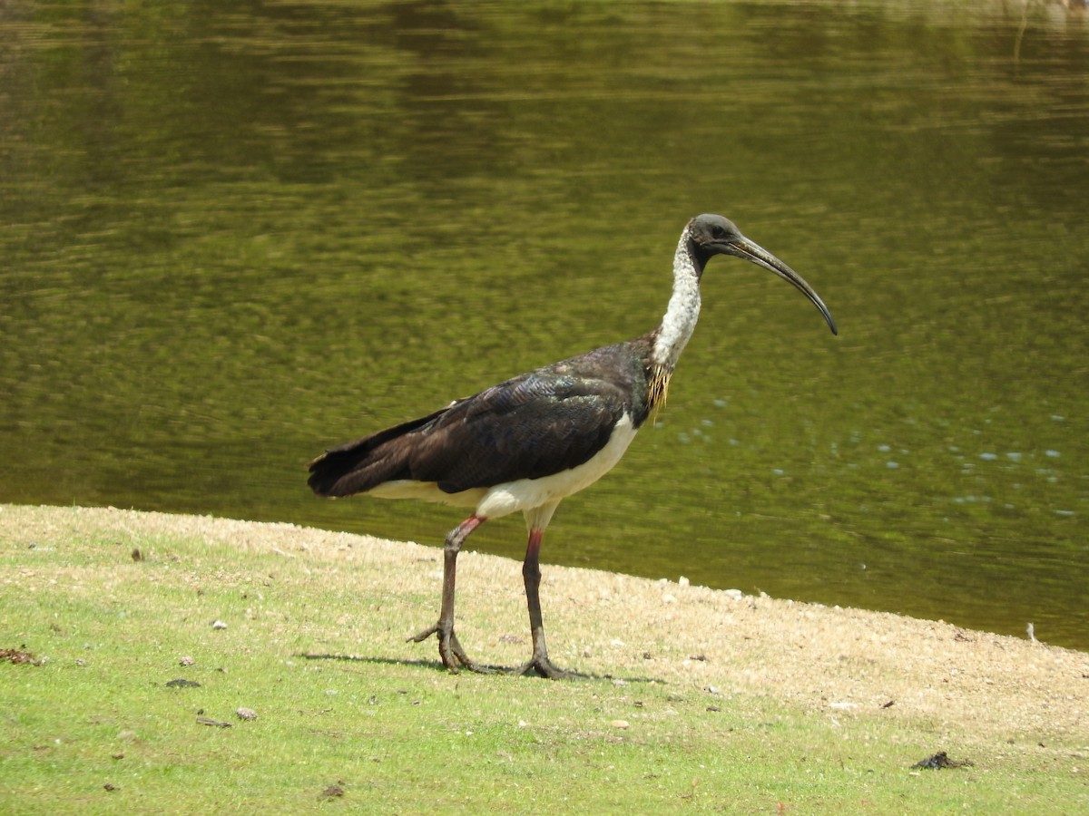 Straw-necked Ibis - ML246692921