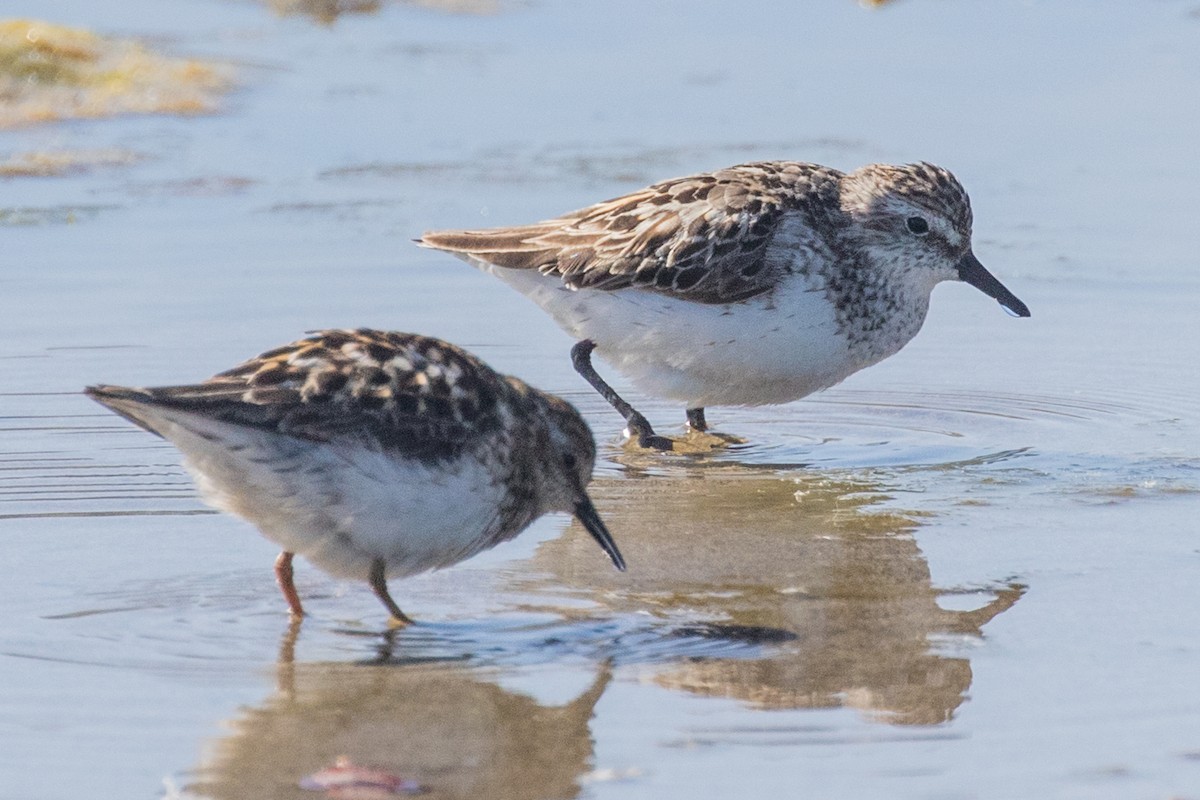 Semipalmated Sandpiper - Roger Adamson