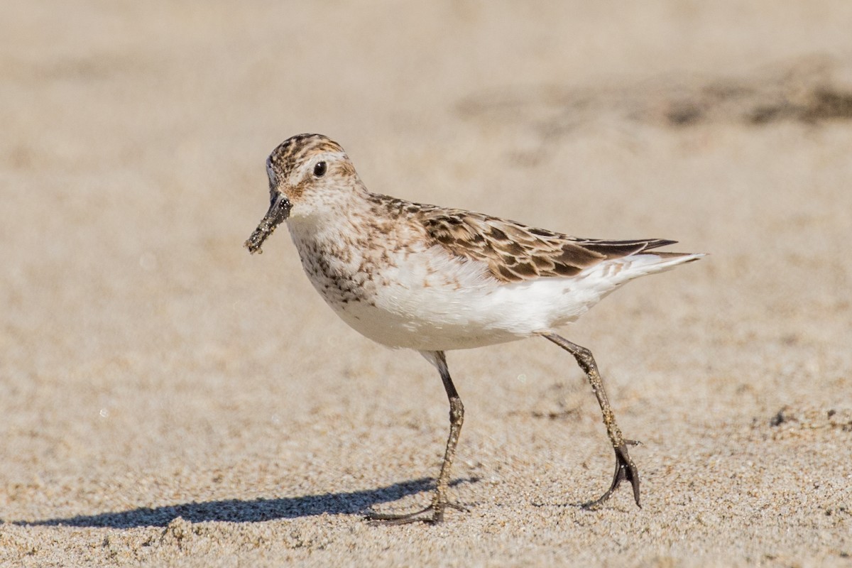 Semipalmated Sandpiper - Roger Adamson