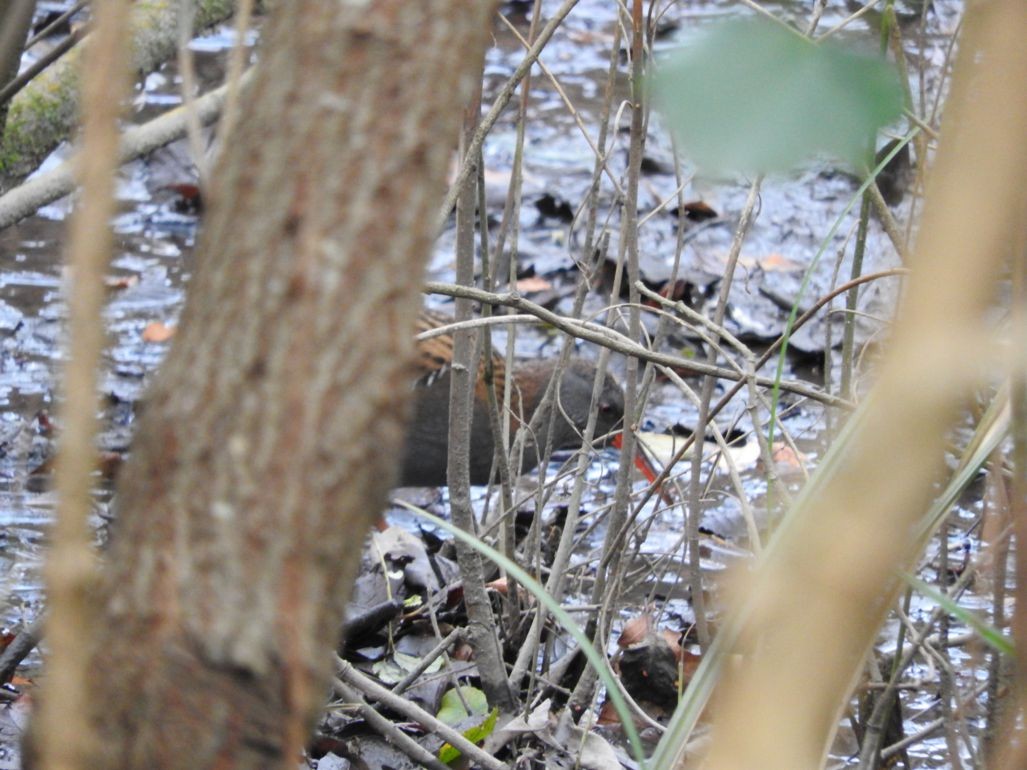 Water Rail - ML246694871