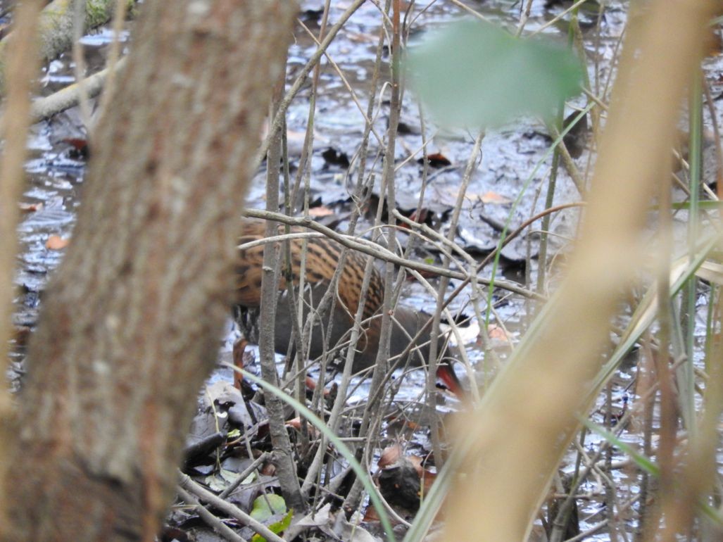 Water Rail - ML246694881