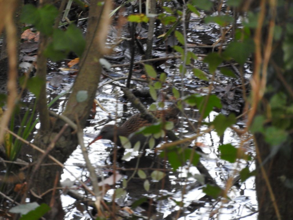 Water Rail - ML246694901