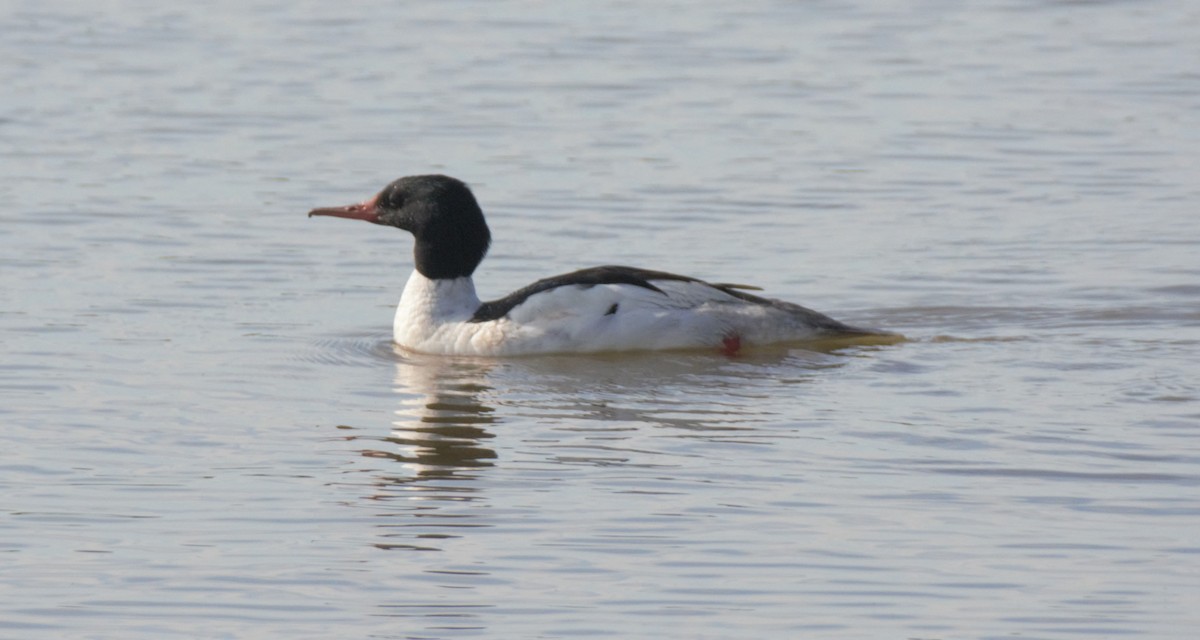 Common Merganser - ML246697631