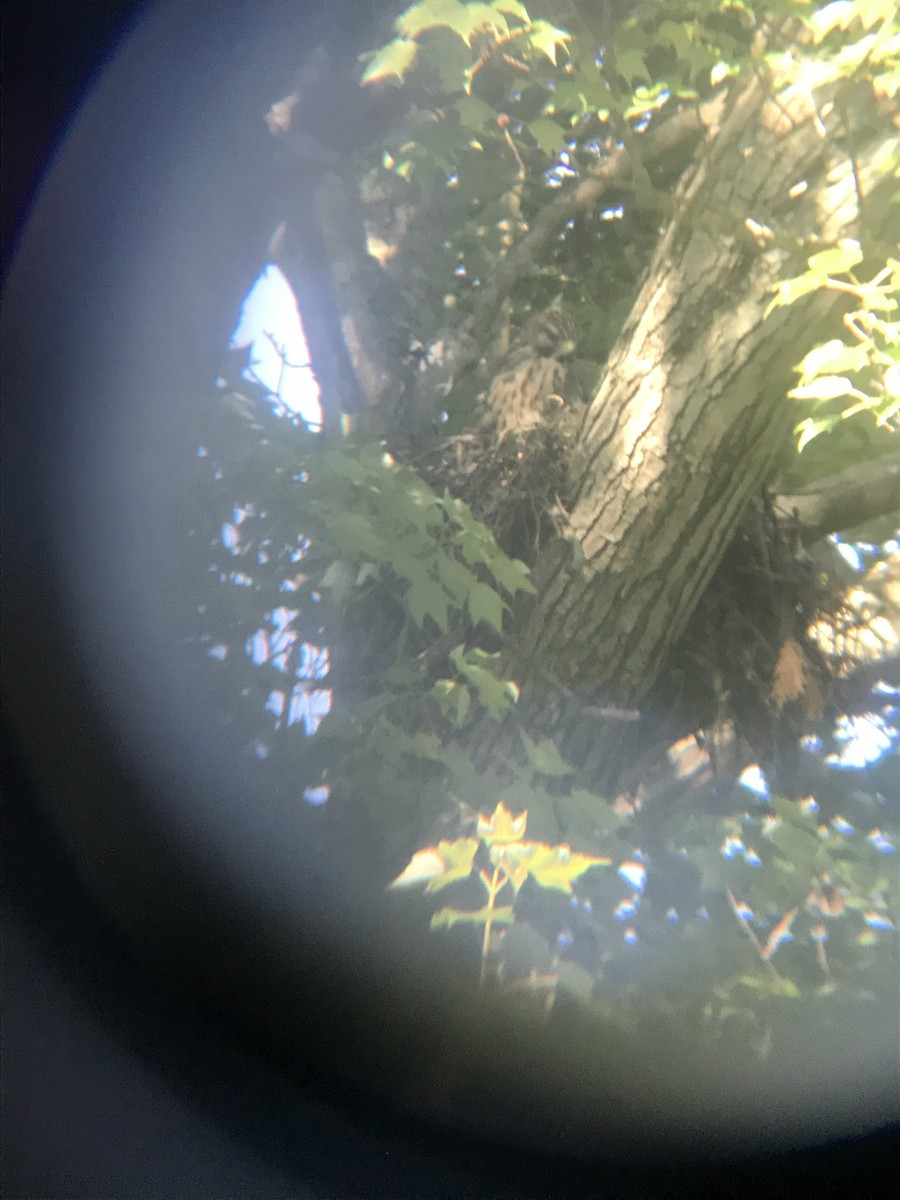 Red-shouldered Hawk - ML246698971