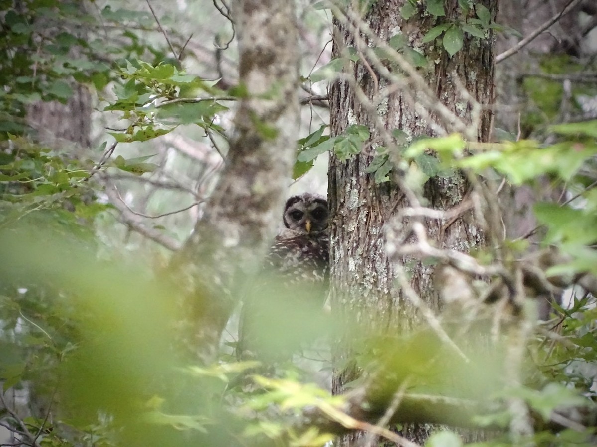 Barred Owl - ML246699531