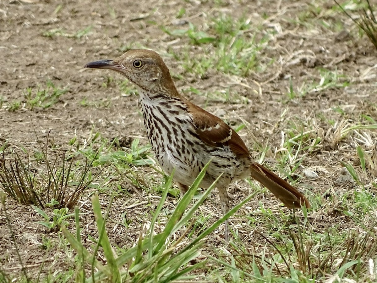 Brown Thrasher - ML246699671