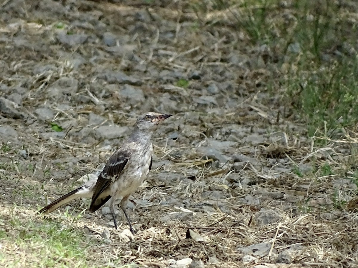Northern Mockingbird - ML246699721