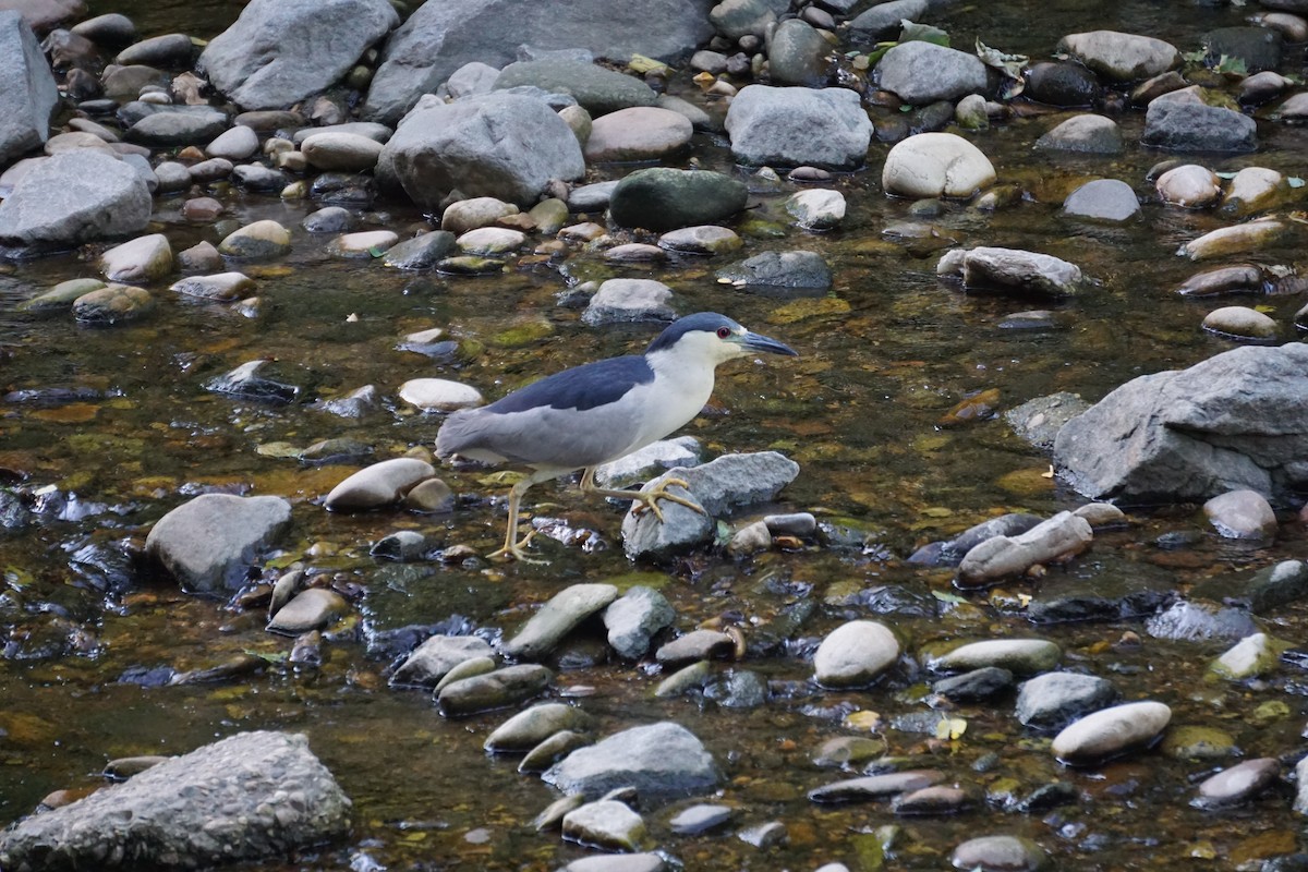 Black-crowned Night Heron - ML246700241